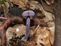 Violetter Lacktrichterling
